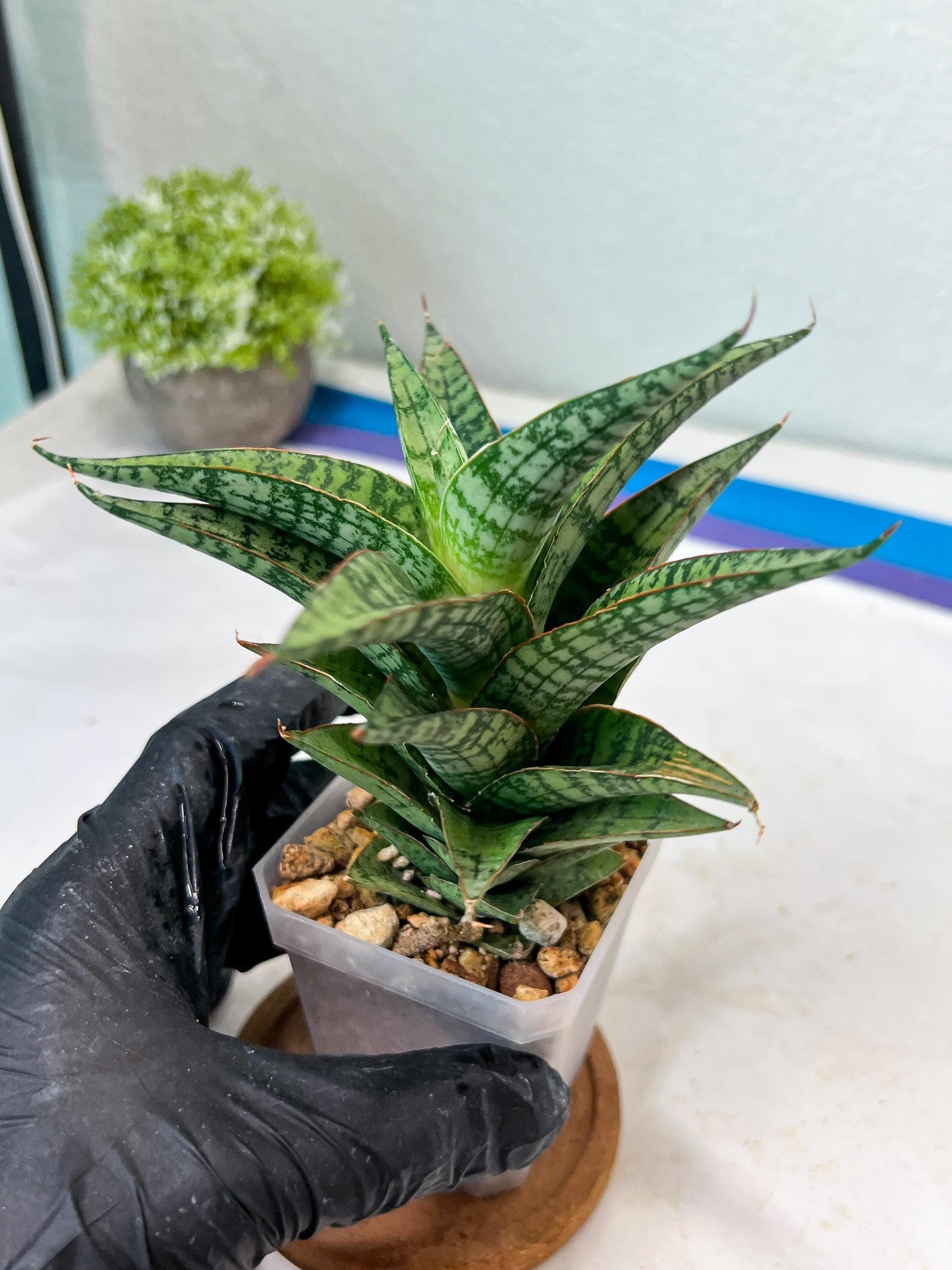 Sansevieria Deasy (#Ha111) | Imported Plant