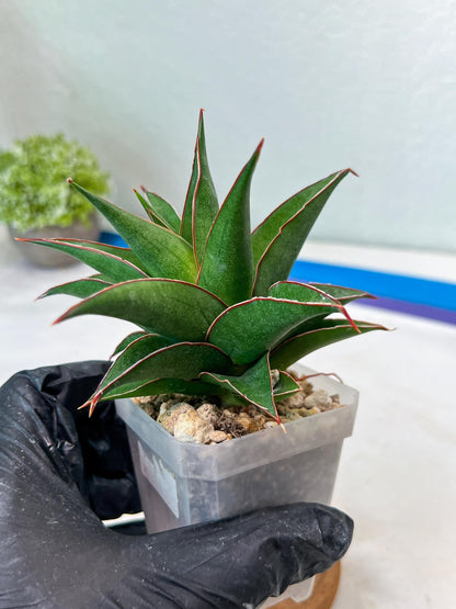 Sansevieria Teodora (#Ha112) | Imported Plant