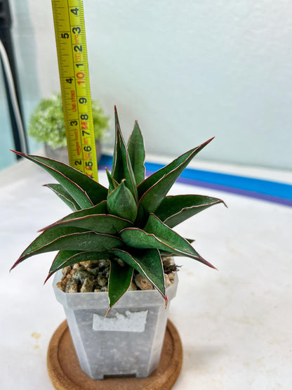 Sansevieria Teodora (#Ha112) | Imported Plant