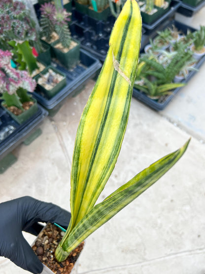 Sansevieria Trifasciata Parva Stick Var (Green) | Imported Plant