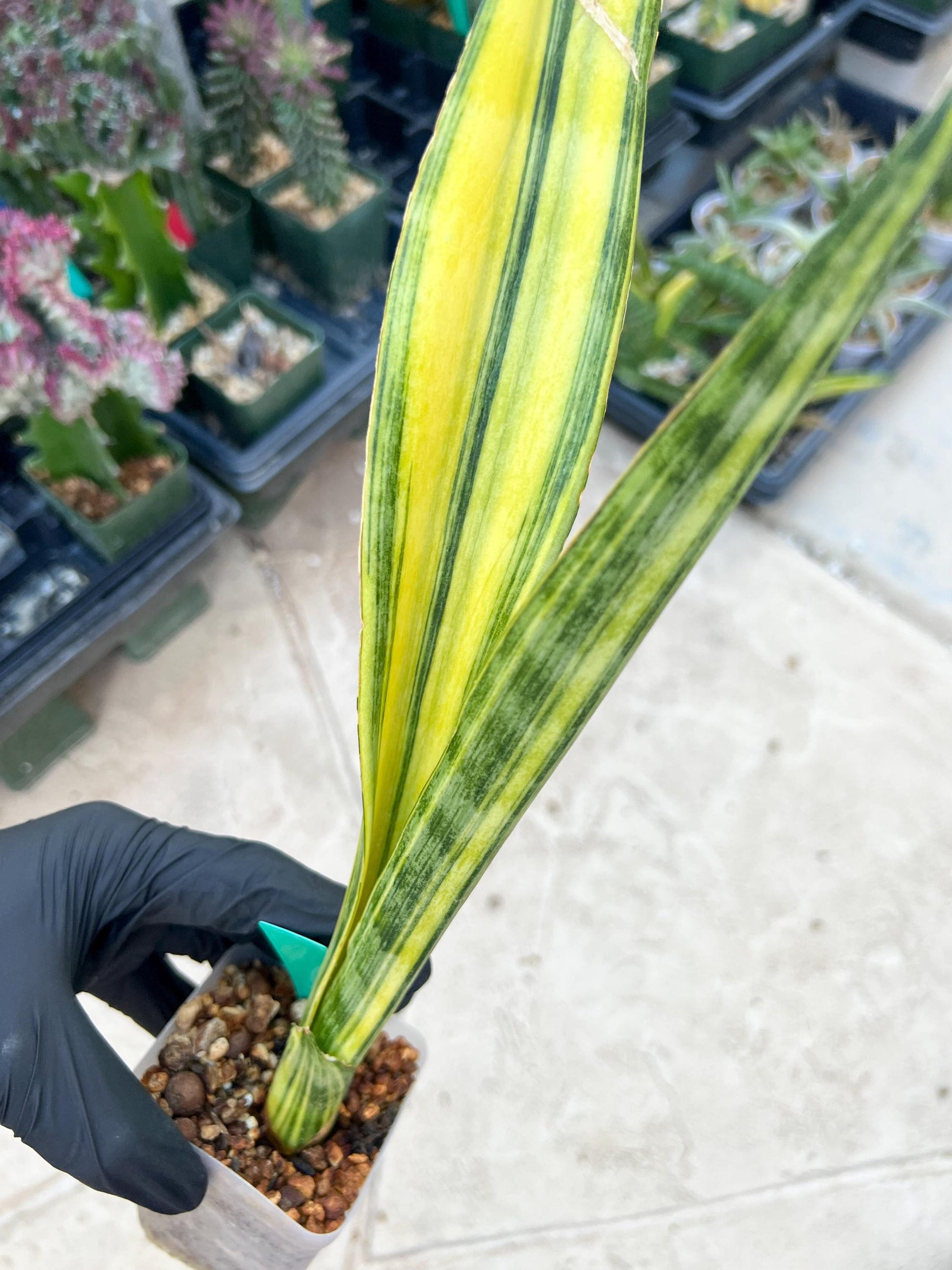 Sansevieria Trifasciata Parva Stick Var (Green) | Imported Plant