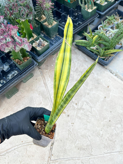 Sansevieria Trifasciata Parva Stick Var (Green) | Imported Plant