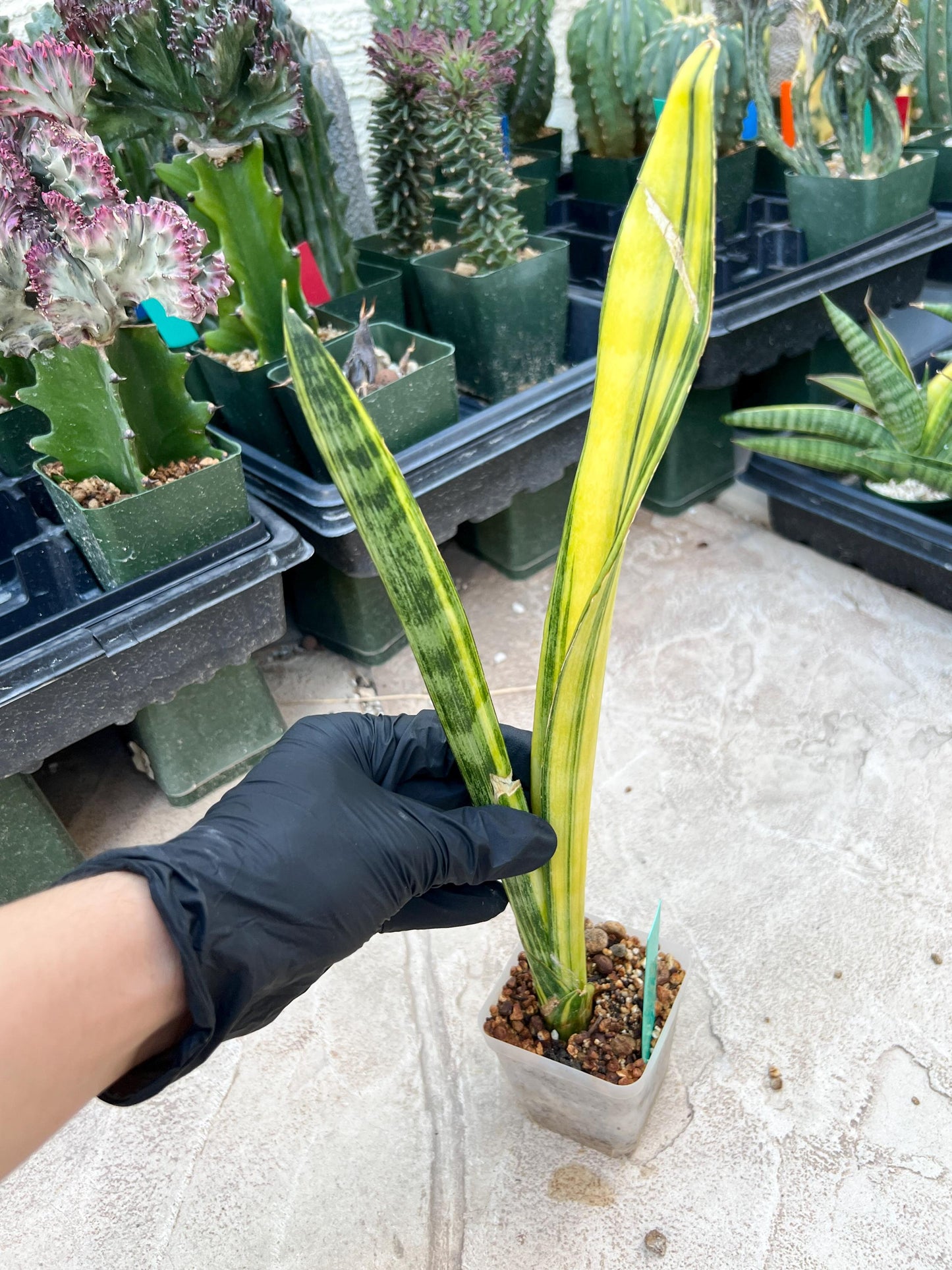 Sansevieria Trifasciata Parva Stick Var (Green) | Imported Plant