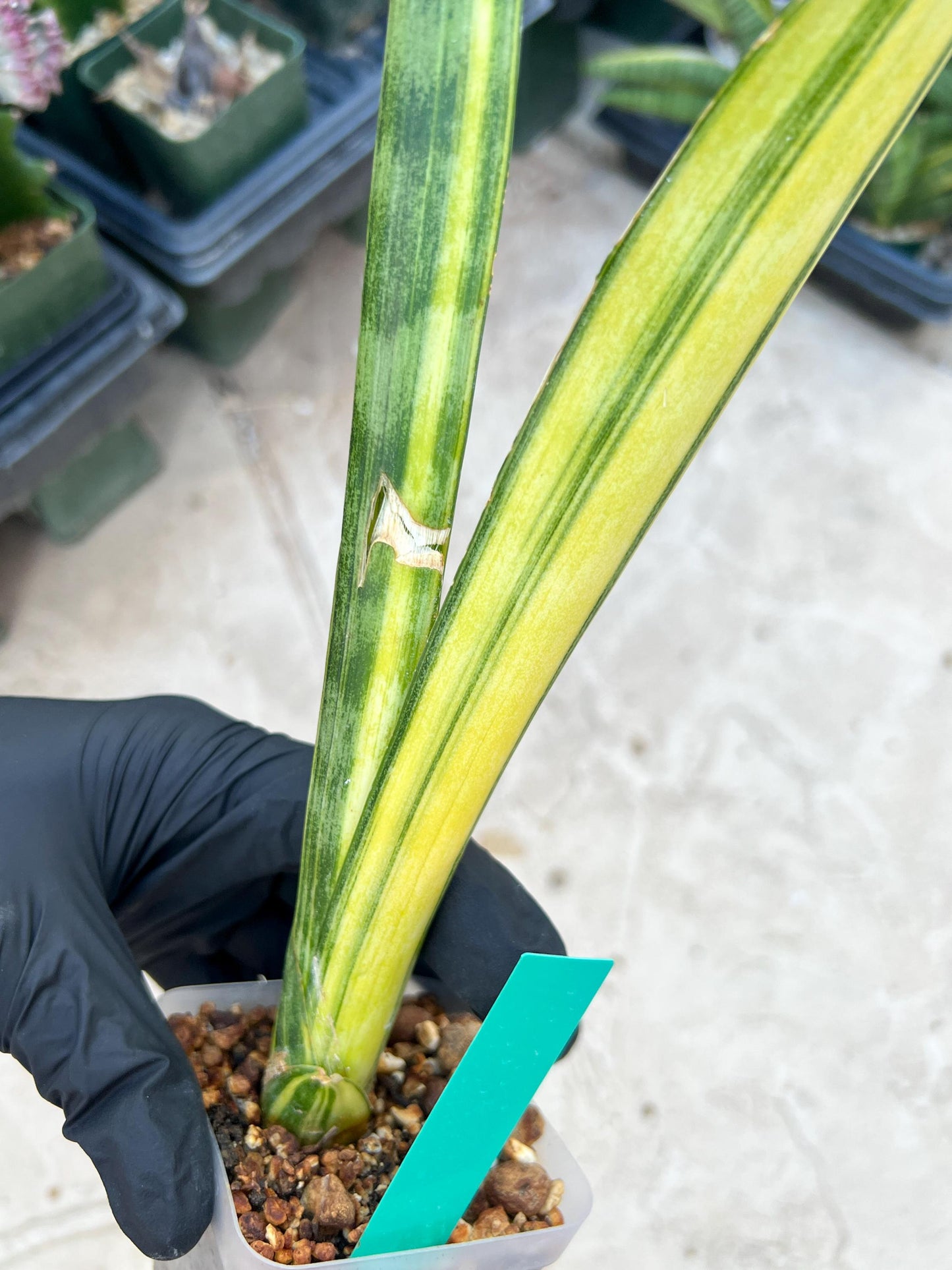 Sansevieria Trifasciata Parva Stick Var (Green) | Imported Plant