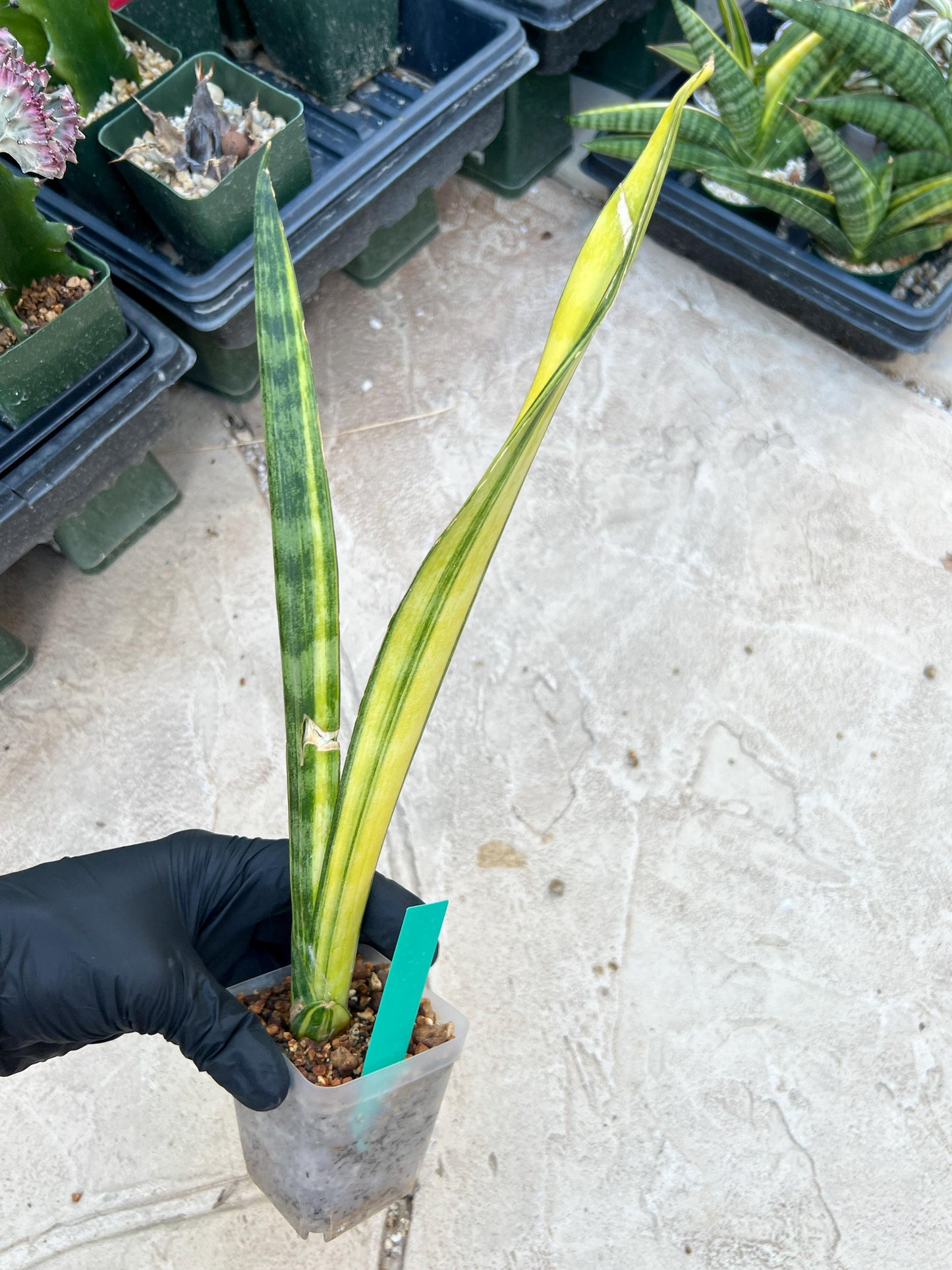 Sansevieria Trifasciata Parva Stick Var (Green) | Imported Plant
