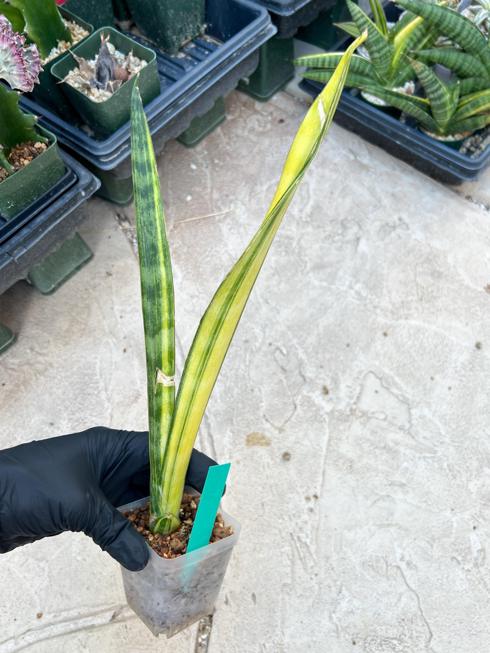 Sansevieria Trifasciata Parva Stick Var (Green) | Imported Plant