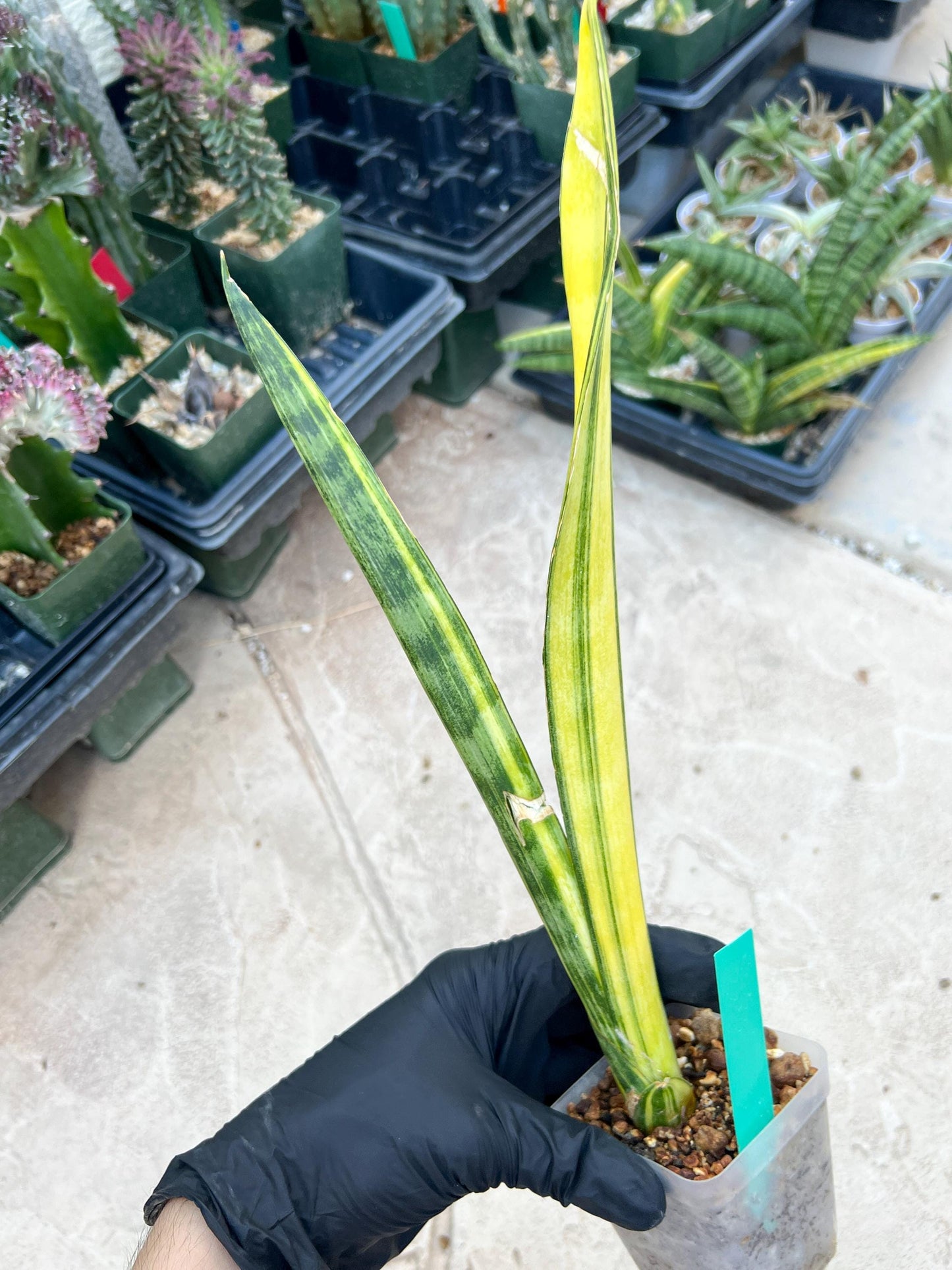 Sansevieria Trifasciata Parva Stick Var (Green) | Imported Plant