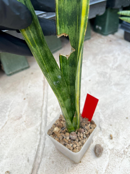 Sansevieria Trifasciata Parva Stick Var (Red) | Discounted