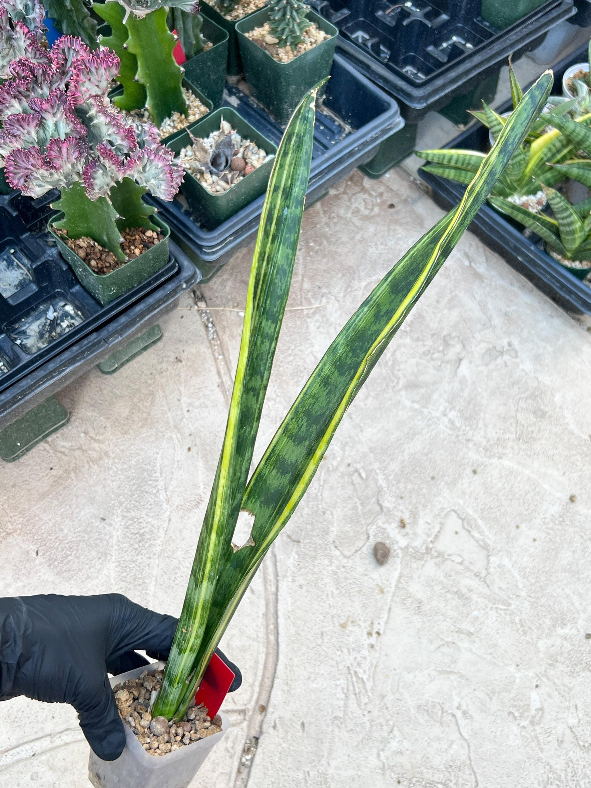 Sansevieria Trifasciata Parva Stick Var (Red) | Discounted