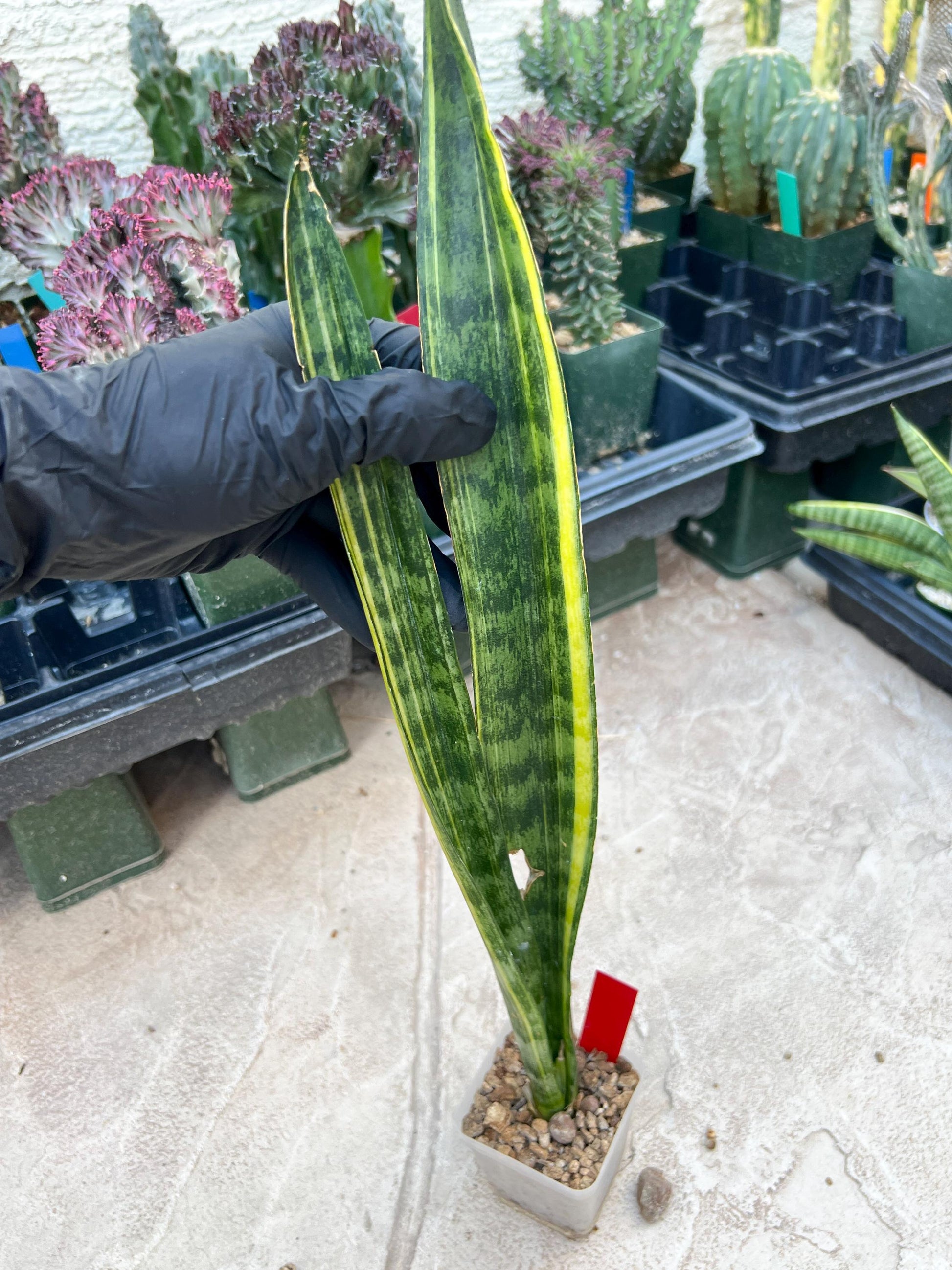 Sansevieria Trifasciata Parva Stick Var (Red) | Discounted