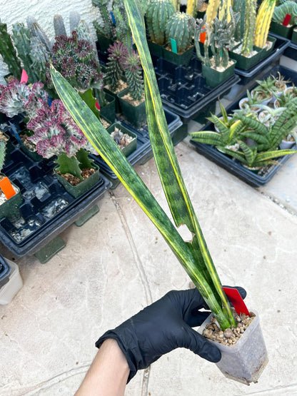 Sansevieria Trifasciata Parva Stick Var (Red) | Discounted