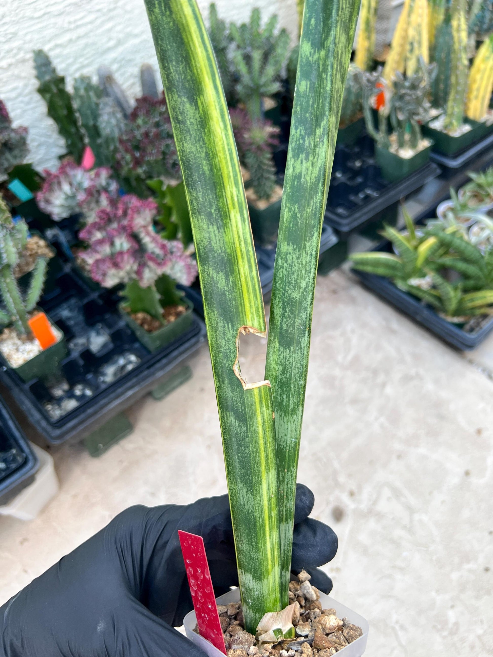 Sansevieria Trifasciata Parva Stick Var (Red) | Discounted