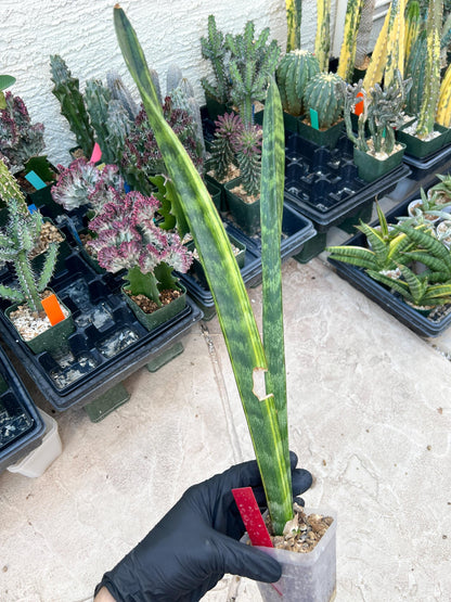Sansevieria Trifasciata Parva Stick Var (Red) | Discounted