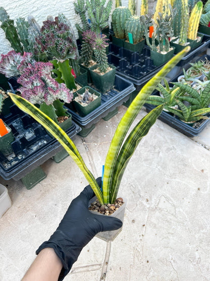 Sansevieria Trifasciata Parva Stick Var (P-B) | Imported Plant