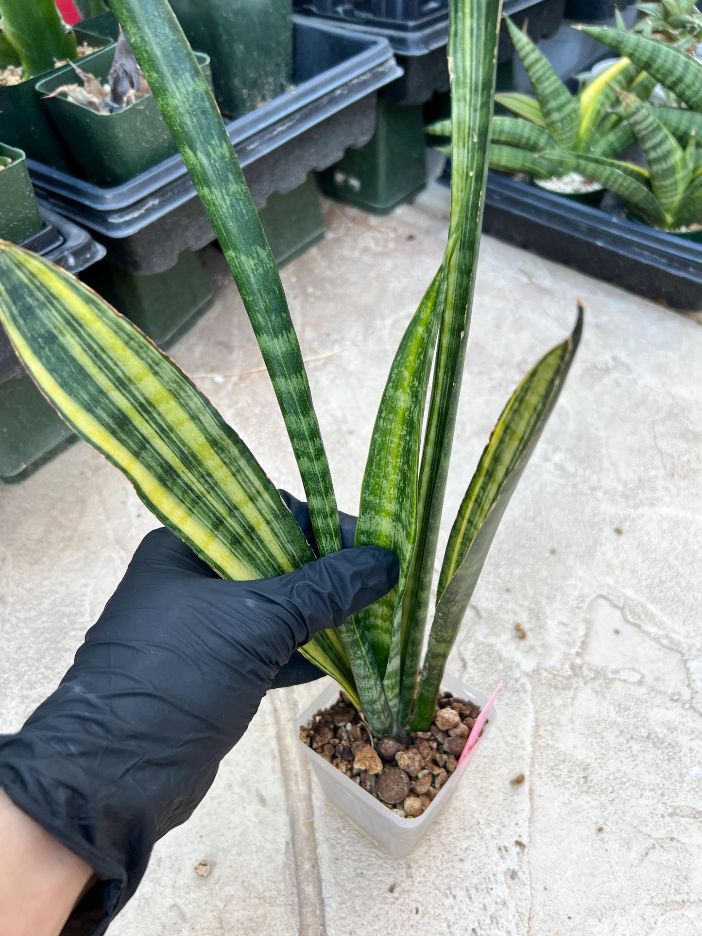 Sansevieria Trifasciata Parva Stick Var (Pink) | Imported Plant