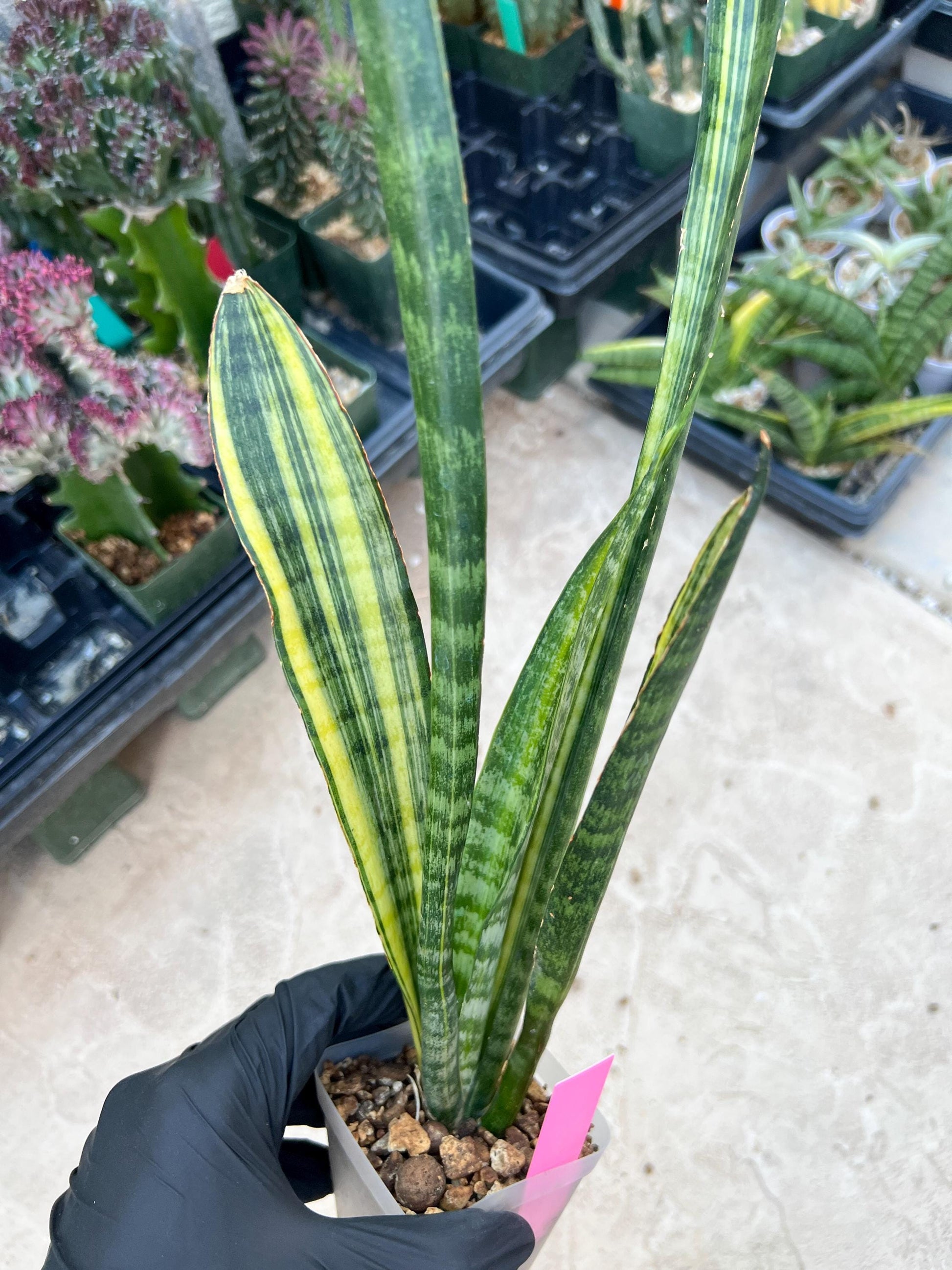 Sansevieria Trifasciata Parva Stick Var (Pink) | Imported Plant