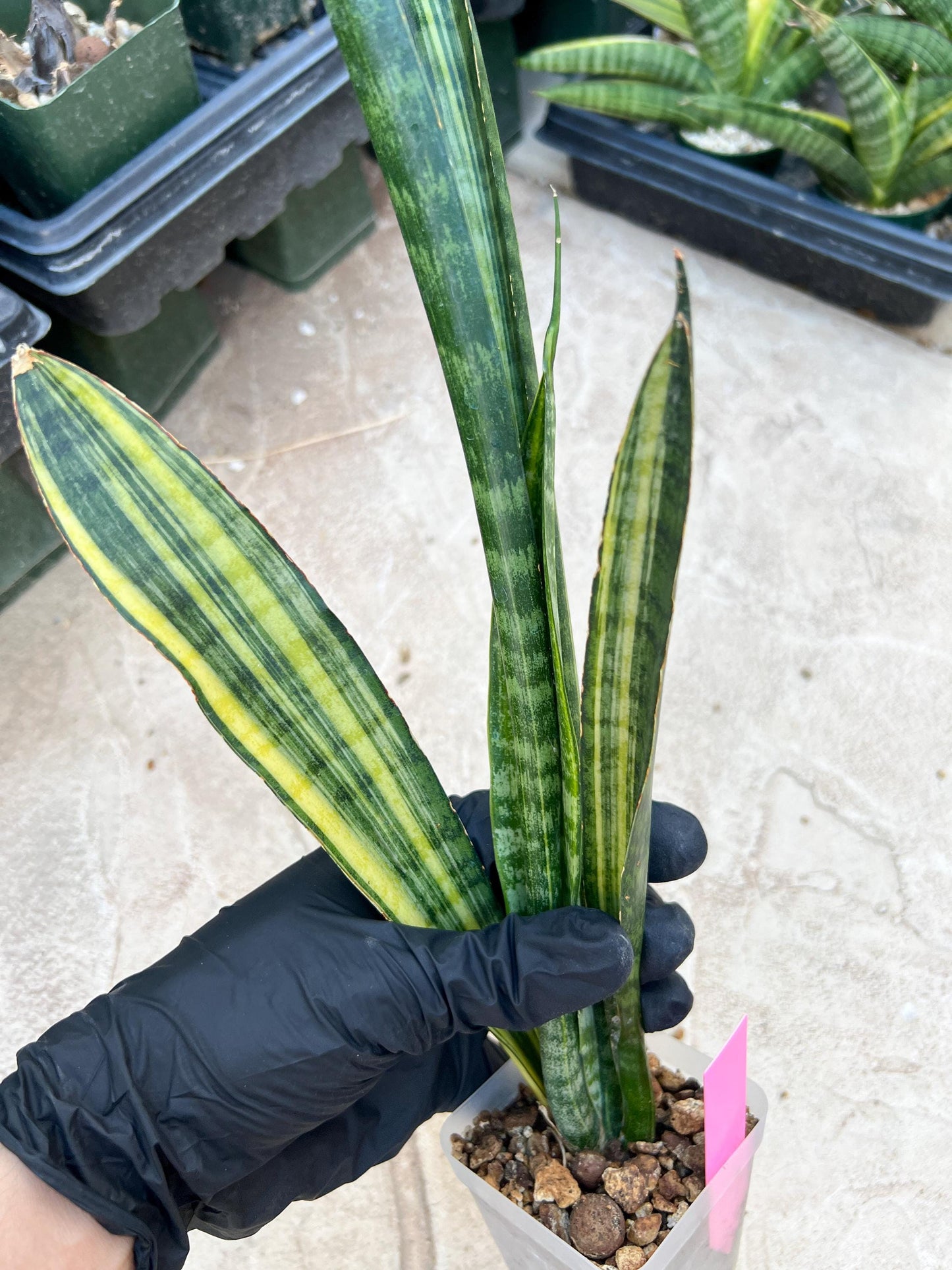 Sansevieria Trifasciata Parva Stick Var (Pink) | Imported Plant