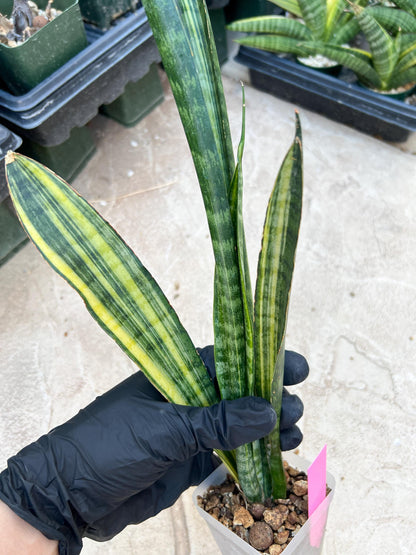 Sansevieria Trifasciata Parva Stick Var (Pink) | Imported Plant