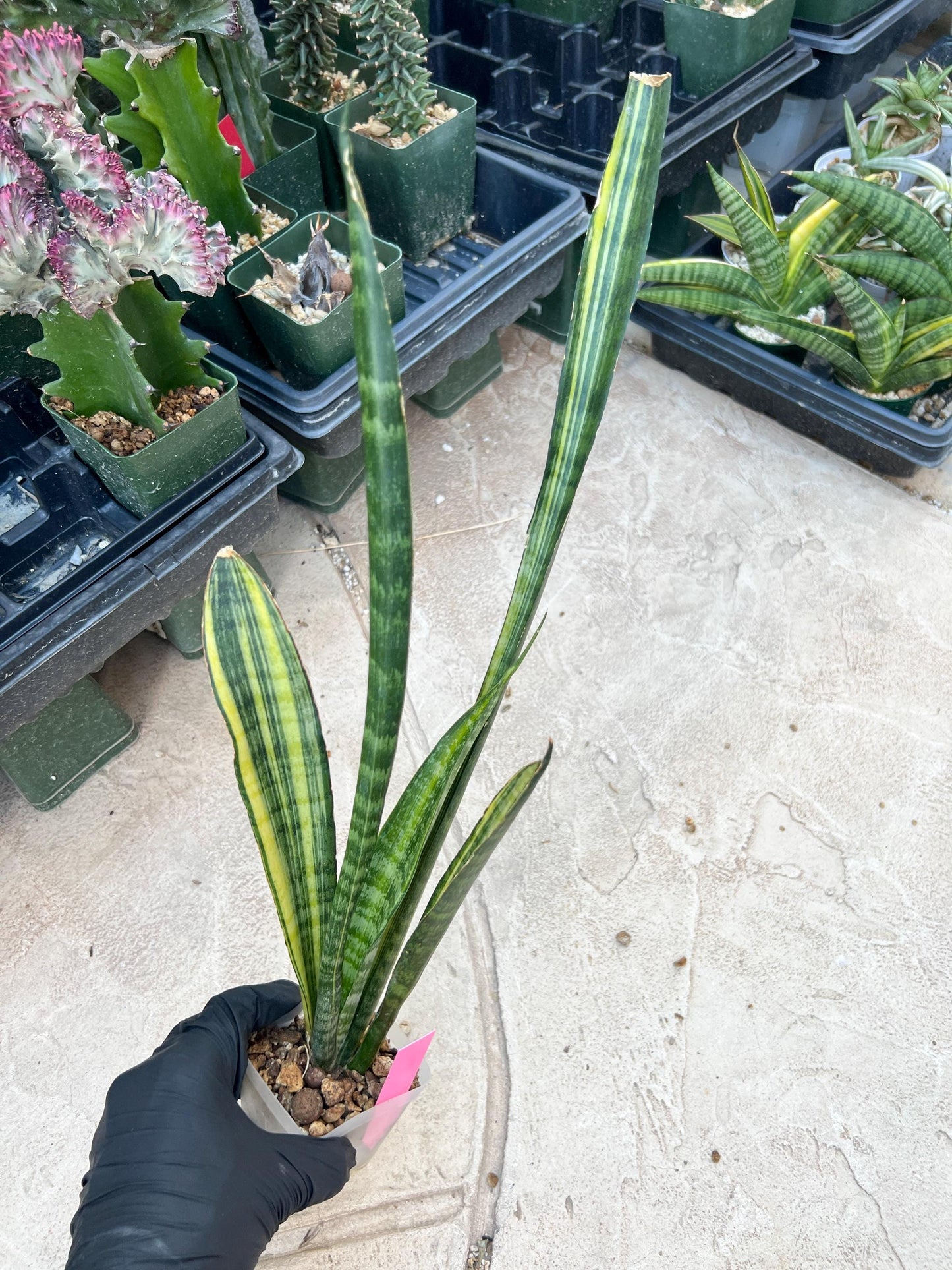 Sansevieria Trifasciata Parva Stick Var (Pink) | Imported Plant