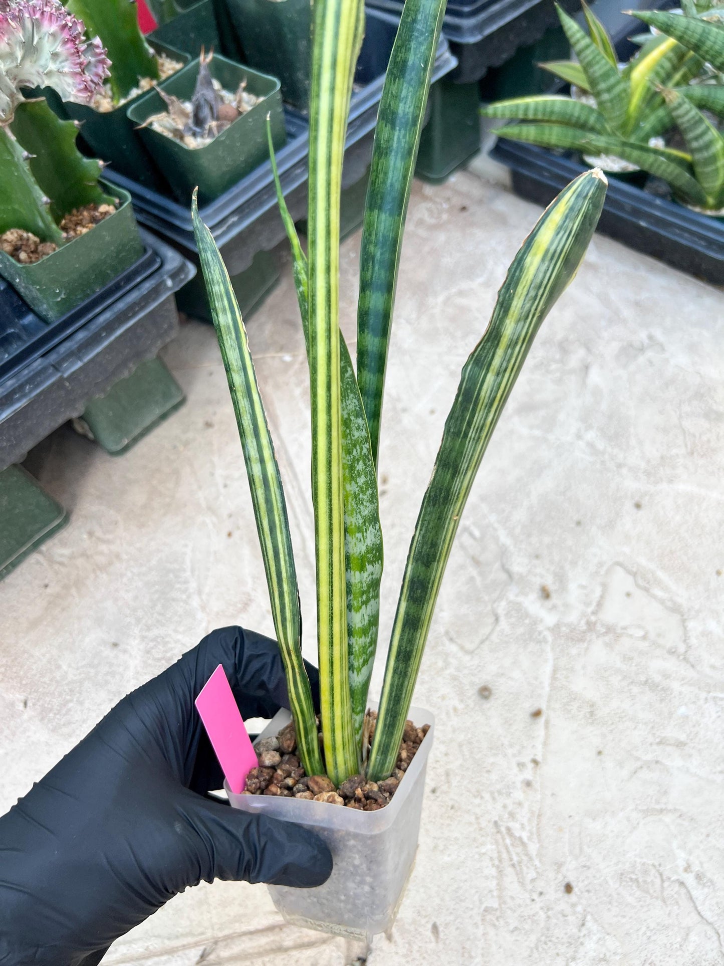 Sansevieria Trifasciata Parva Stick Var (Pink) | Imported Plant