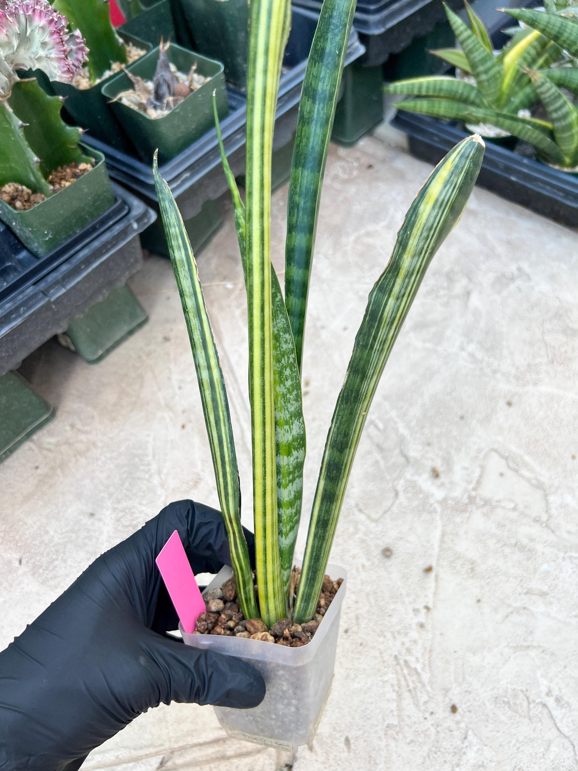 Sansevieria Trifasciata Parva Stick Var (Pink) | Imported Plant