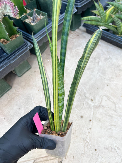 Sansevieria Trifasciata Parva Stick Var (Pink) | Imported Plant