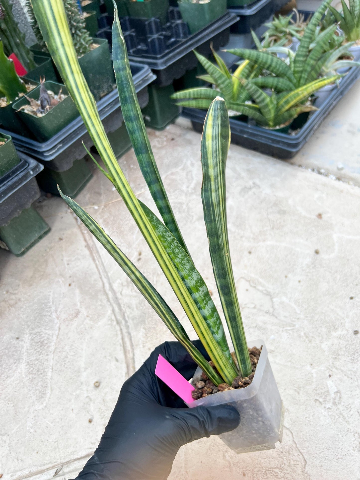 Sansevieria Trifasciata Parva Stick Var (Pink) | Imported Plant
