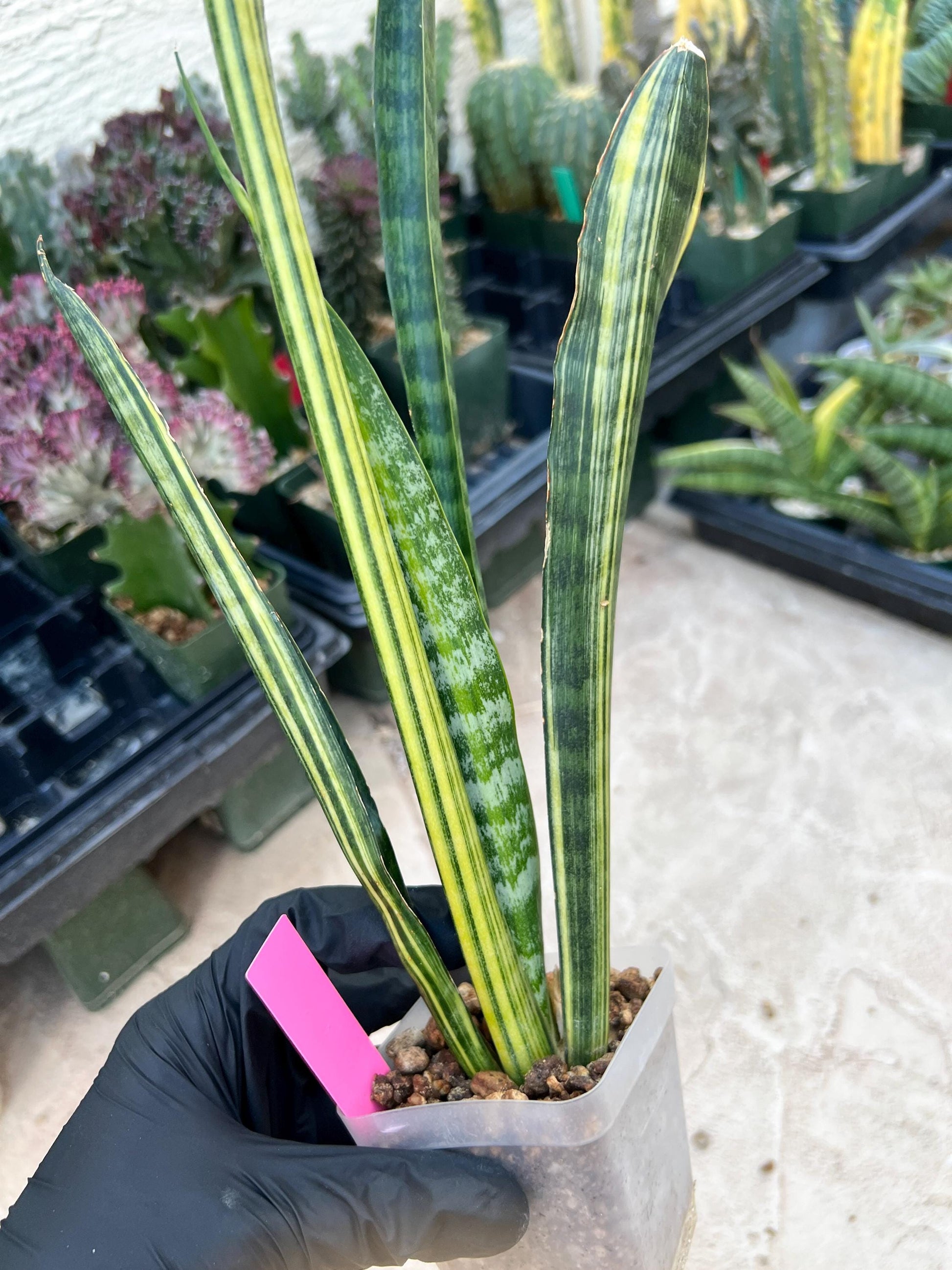 Sansevieria Trifasciata Parva Stick Var (Pink) | Imported Plant
