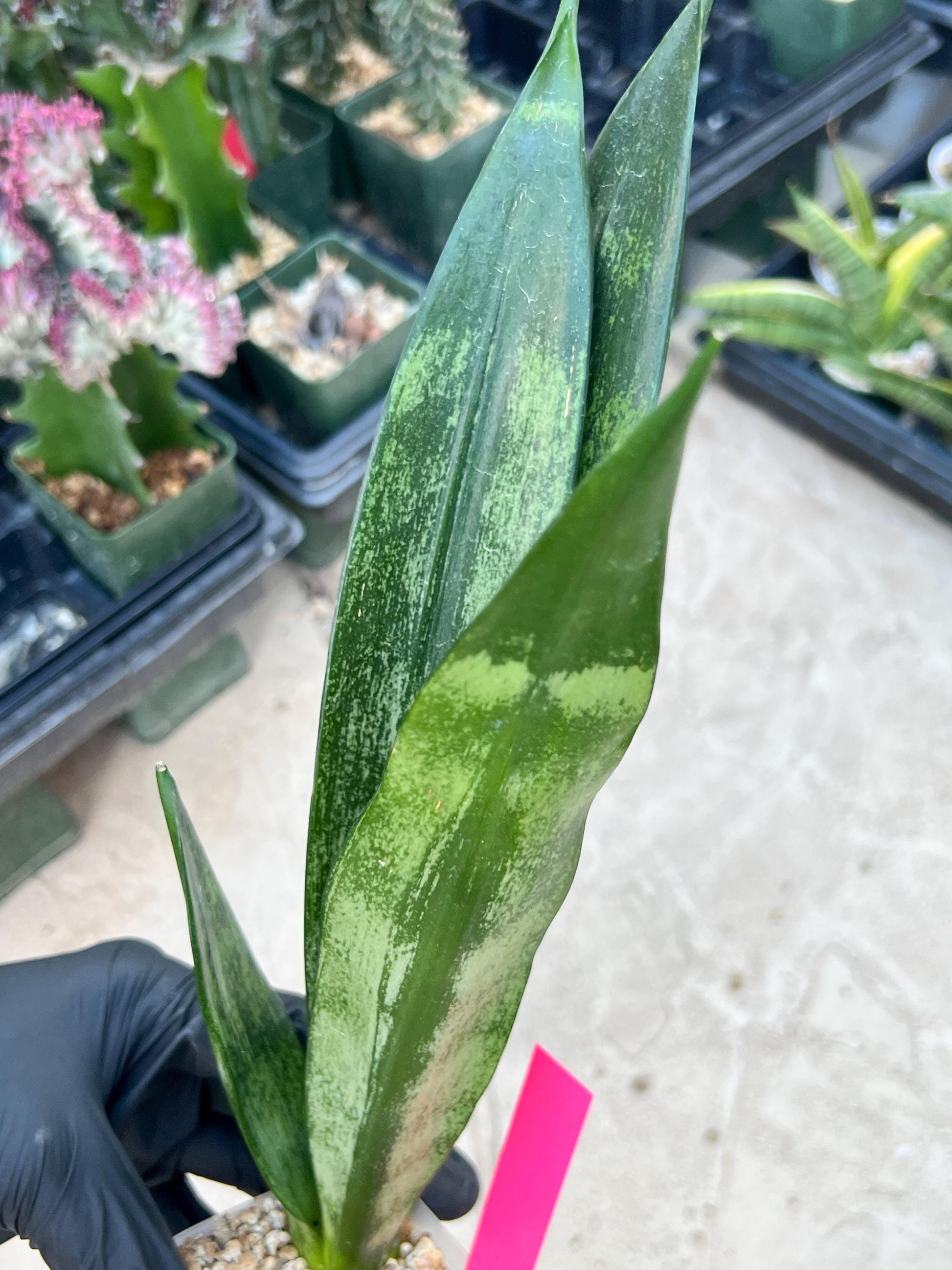 Sansevieria Frozen (Pink) | Imported Plant