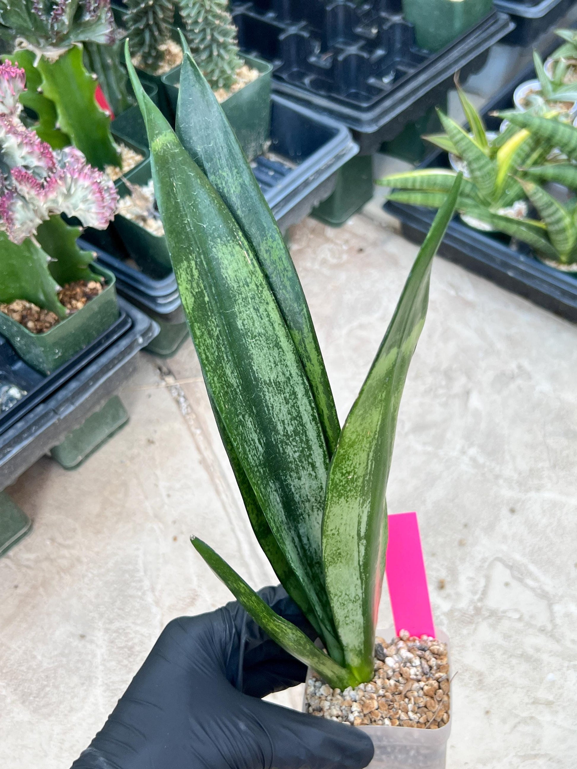 Sansevieria Frozen (Pink) | Imported Plant