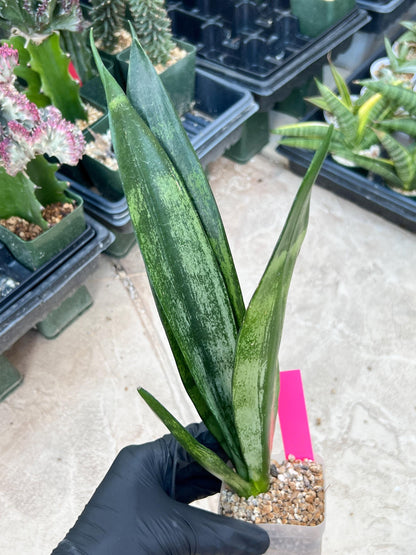 Sansevieria Frozen (Pink) | Imported Plant