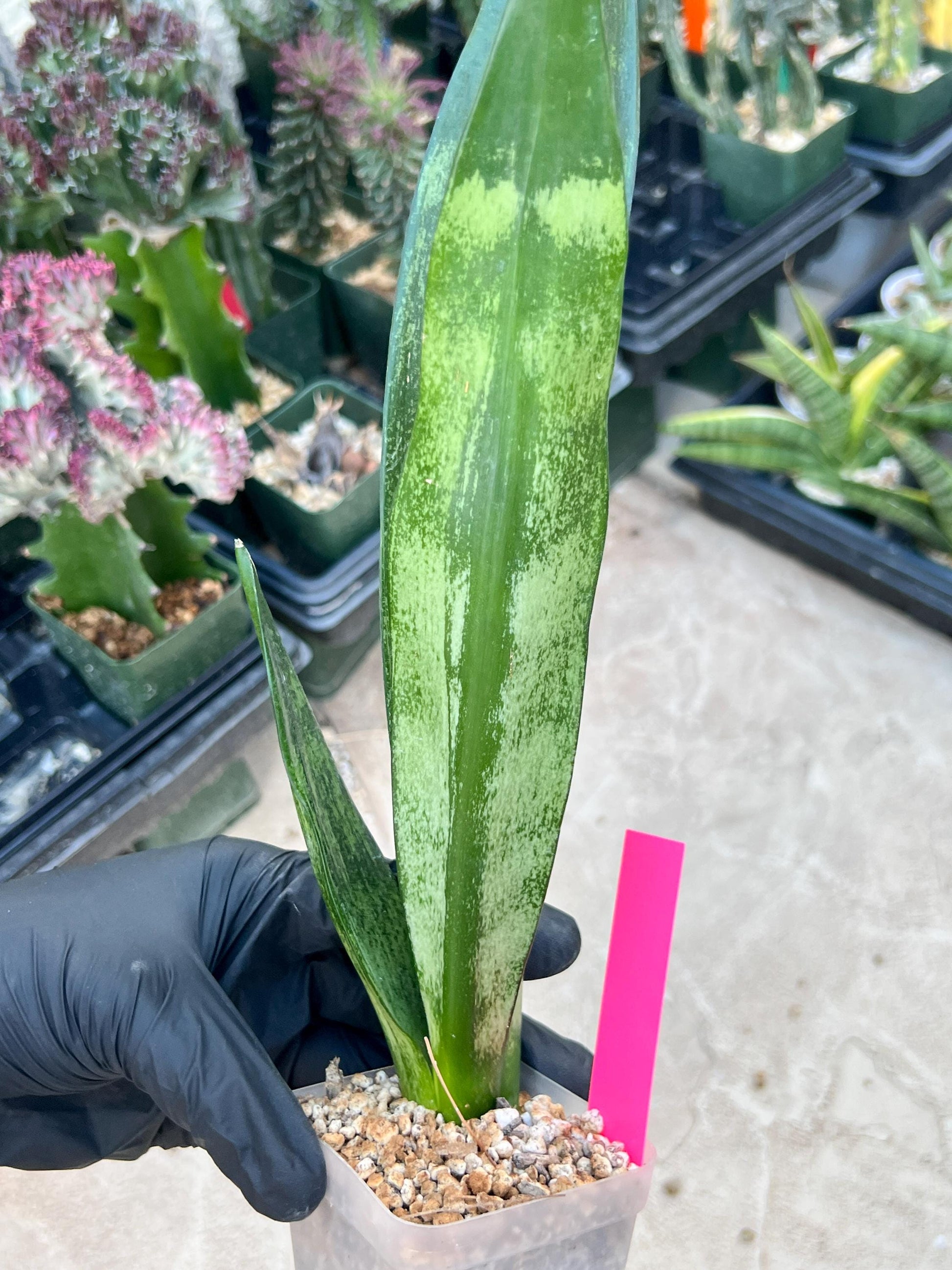 Sansevieria Frozen (Pink) | Imported Plant