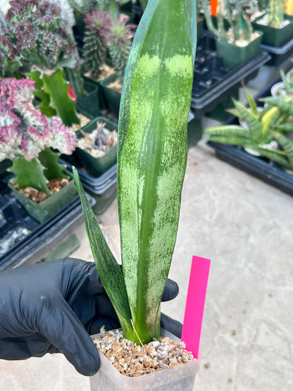 Sansevieria Frozen (Pink) | Imported Plant