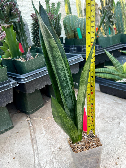 Sansevieria Frozen (Pink) | Imported Plant