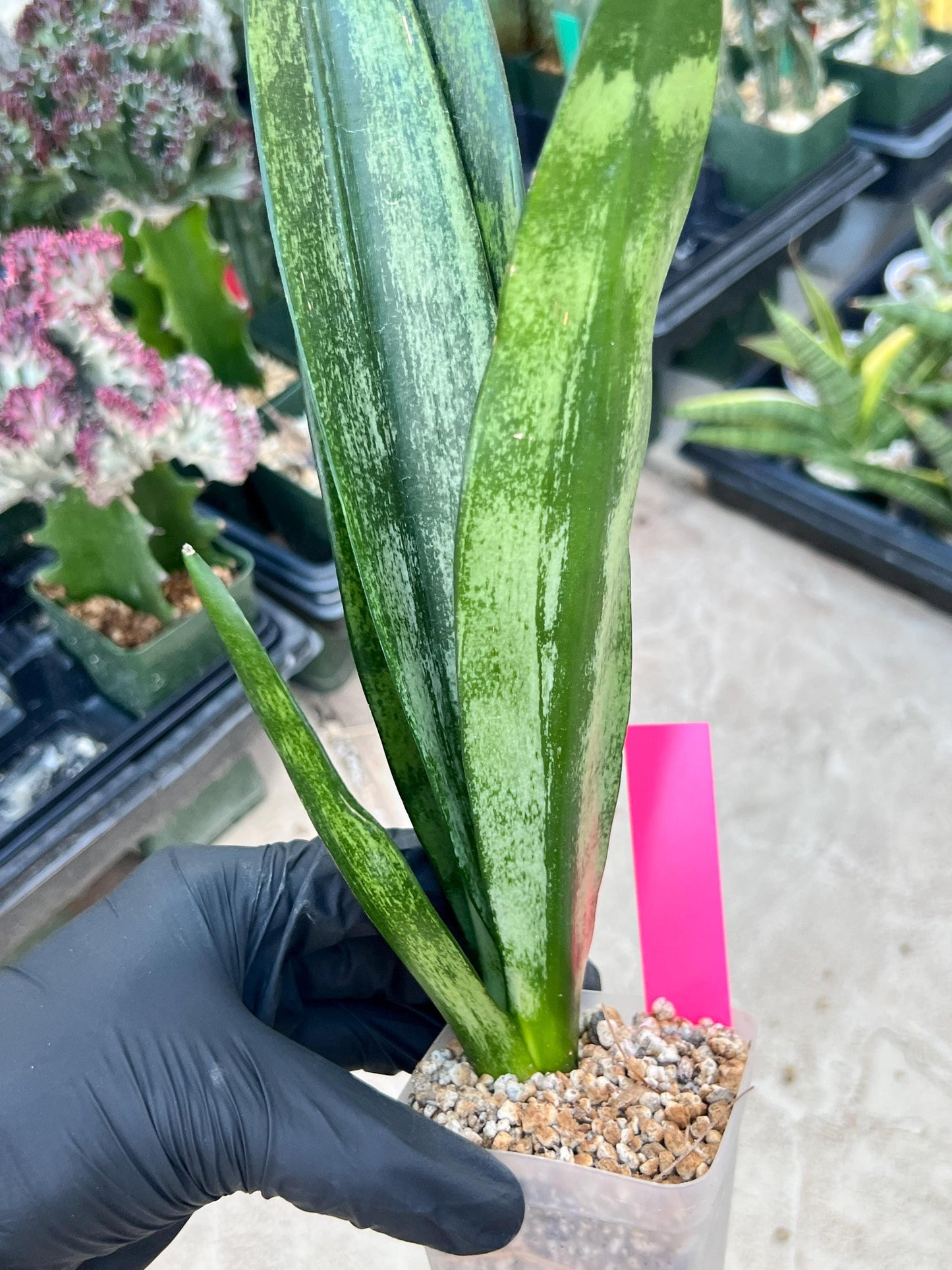 Sansevieria Frozen (Pink) | Imported Plant