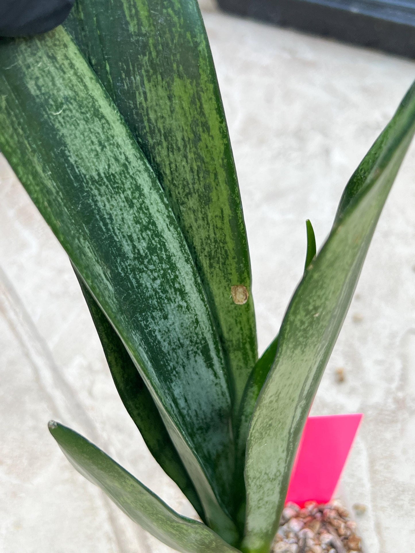 Sansevieria Frozen (Pink) | Imported Plant
