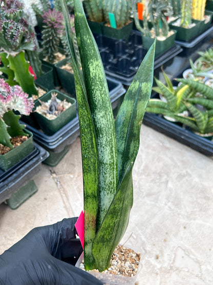 Sansevieria Frozen (Pink) | Imported Plant