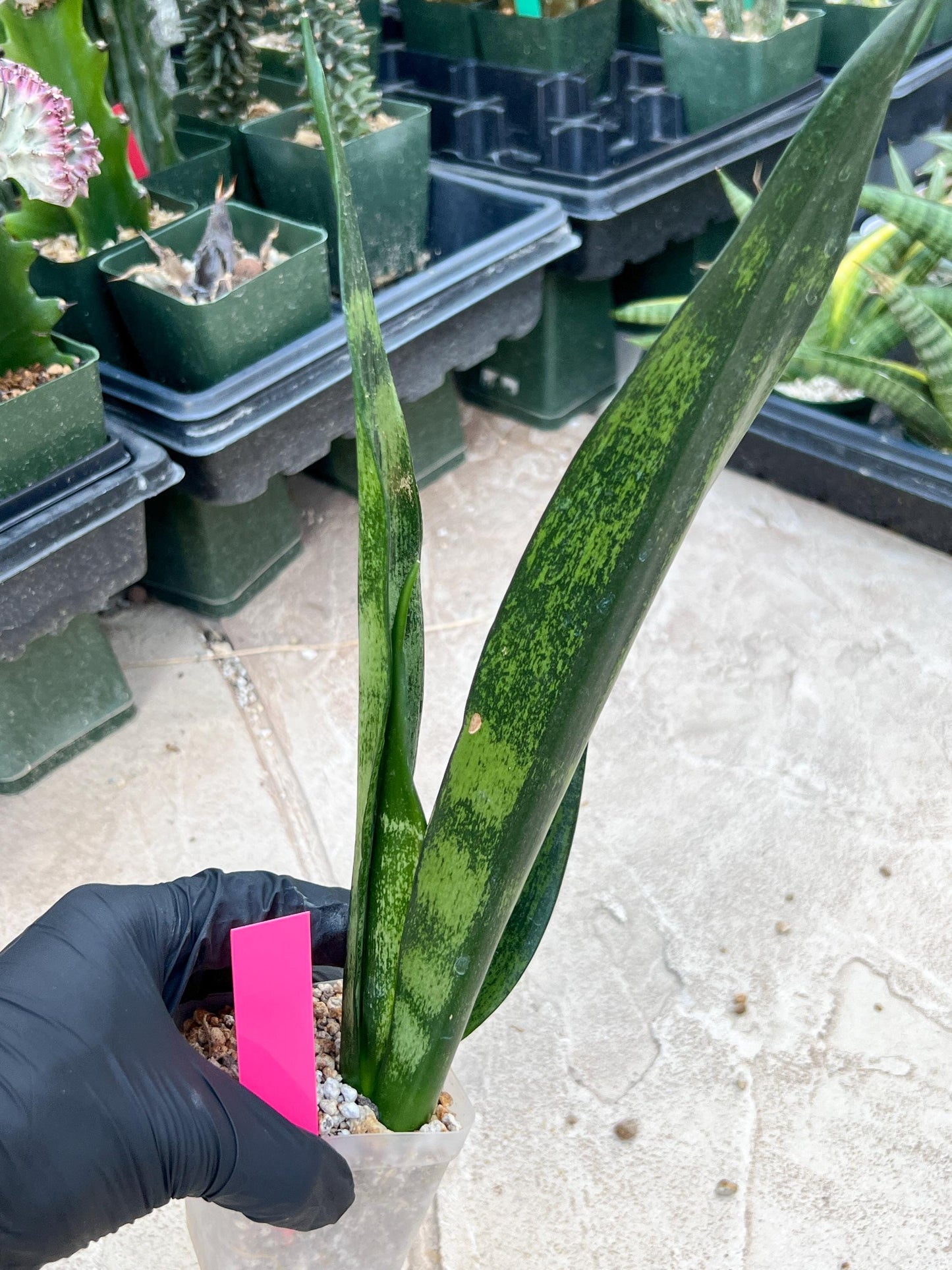 Sansevieria Frozen (Pink) | Imported Plant