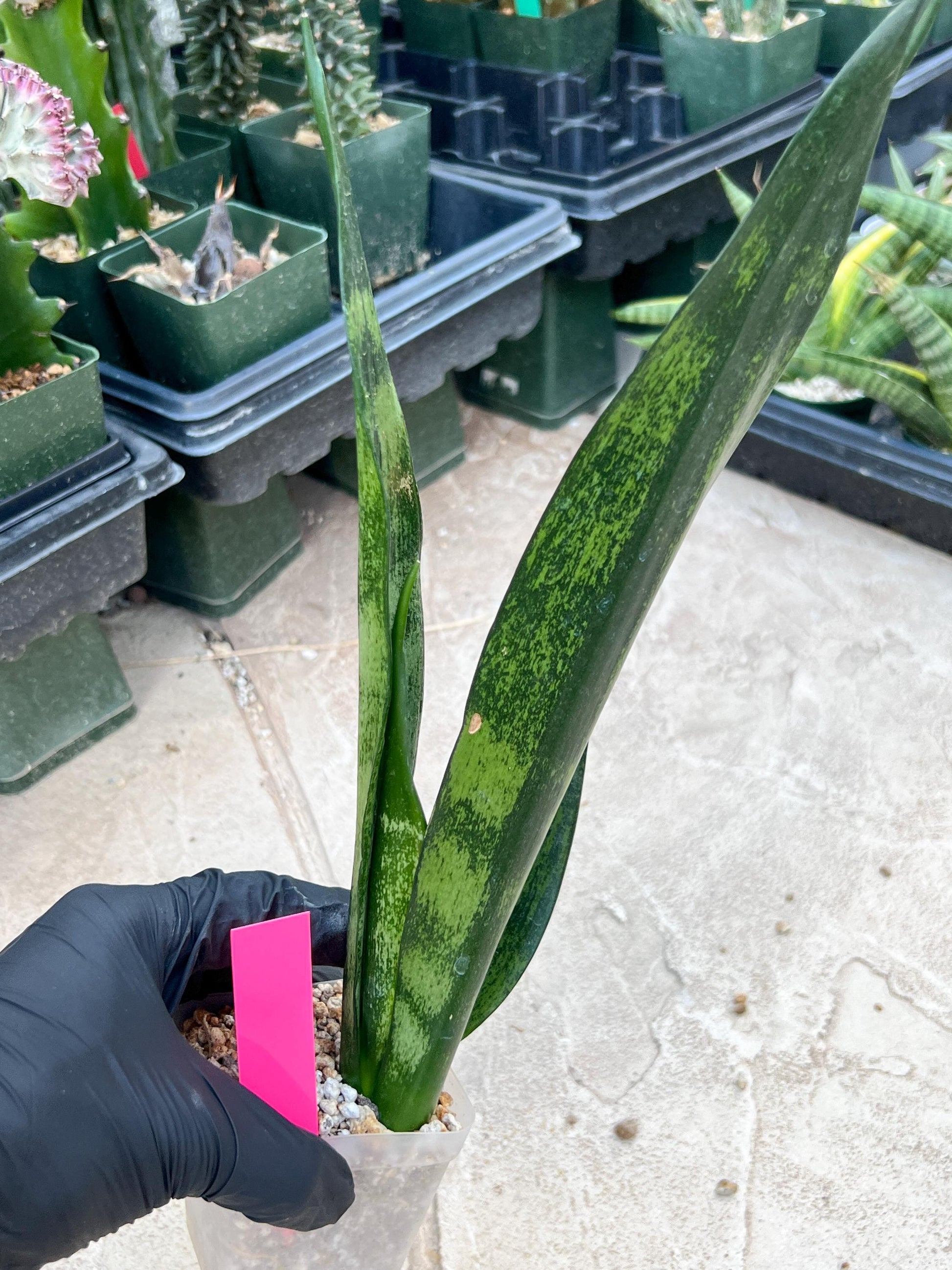 Sansevieria Frozen (Pink) | Imported Plant