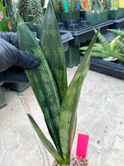Sansevieria Frozen (Pink) | Imported Plant