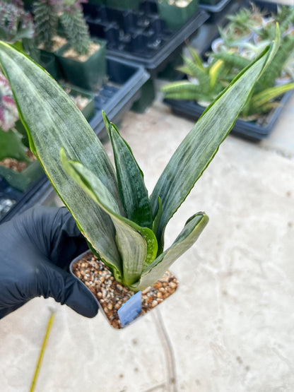 Sansevieria Frozen (Blue) | Imported Plant