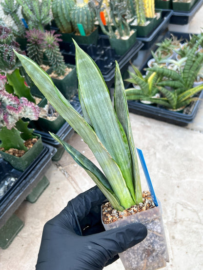 Sansevieria Frozen (Blue) | Imported Plant