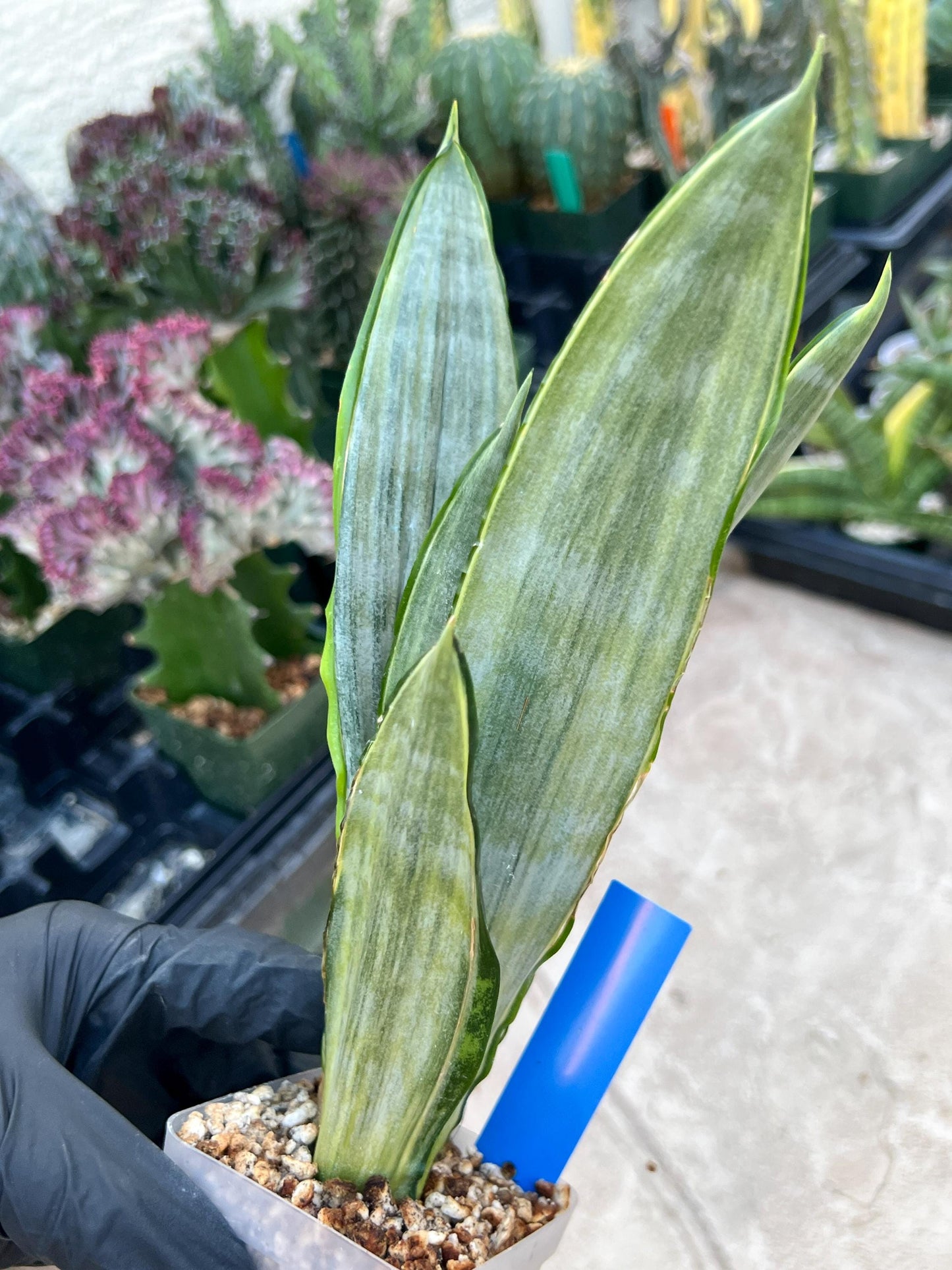 Sansevieria Frozen (Blue) | Imported Plant