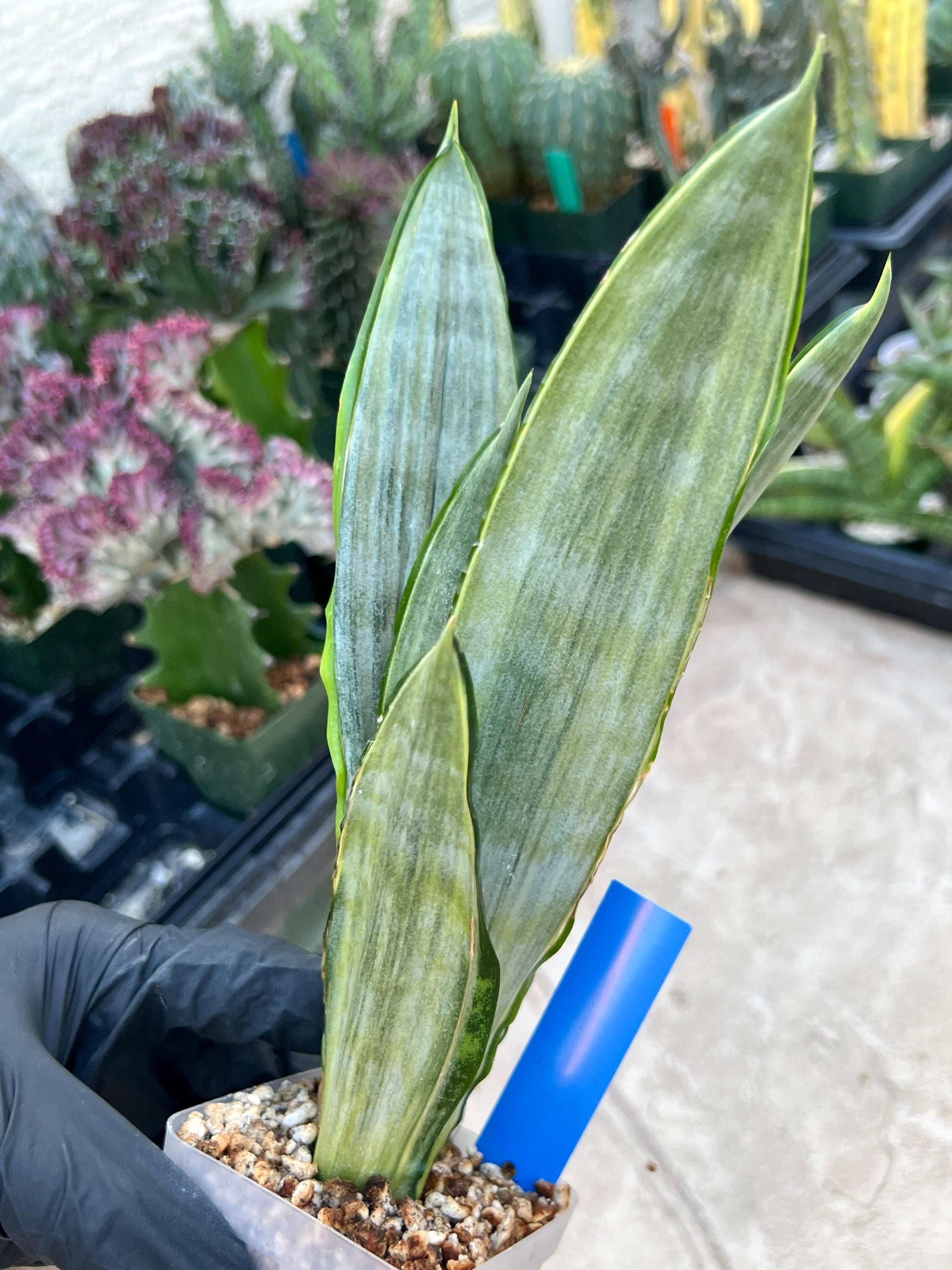Sansevieria Frozen (Blue) | Imported Plant
