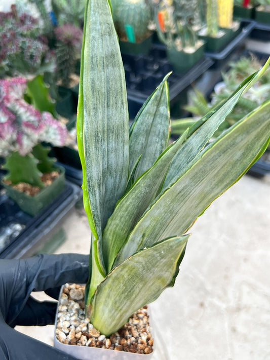 Sansevieria Frozen (Blue) | Imported Plant