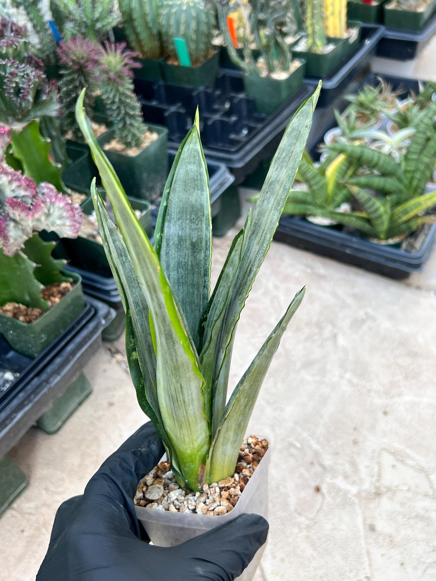 Sansevieria Frozen (Blue) | Imported Plant
