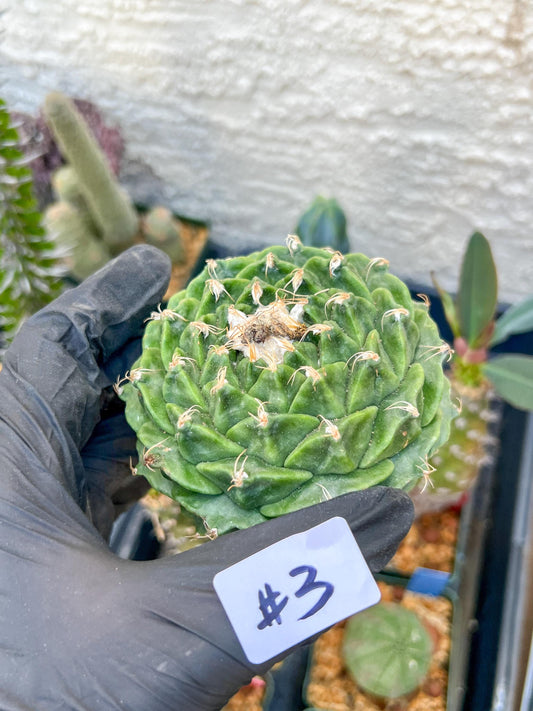 echeverivzdfsa Cactus (#3~4) | Imported Cactus | Rare Succulent