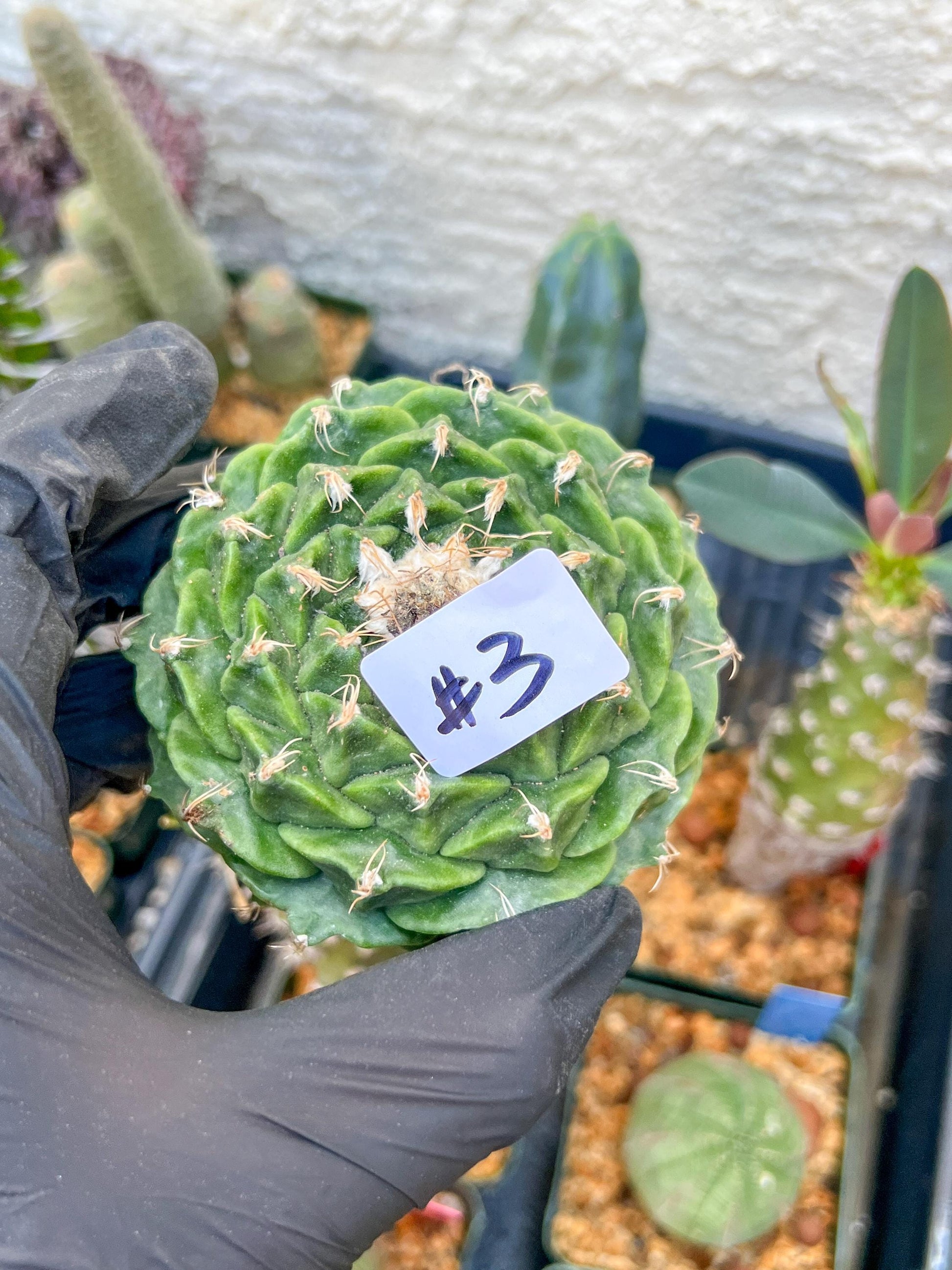 echeverivzdfsa Cactus (#3~4) | Imported Cactus | Rare Succulent