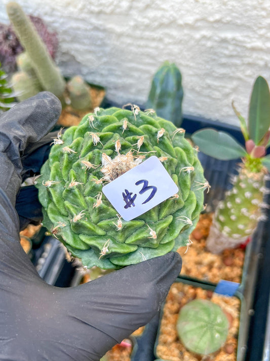 Asparagus Cactus (#3~4) | Imported Cactus | Rare Succulent