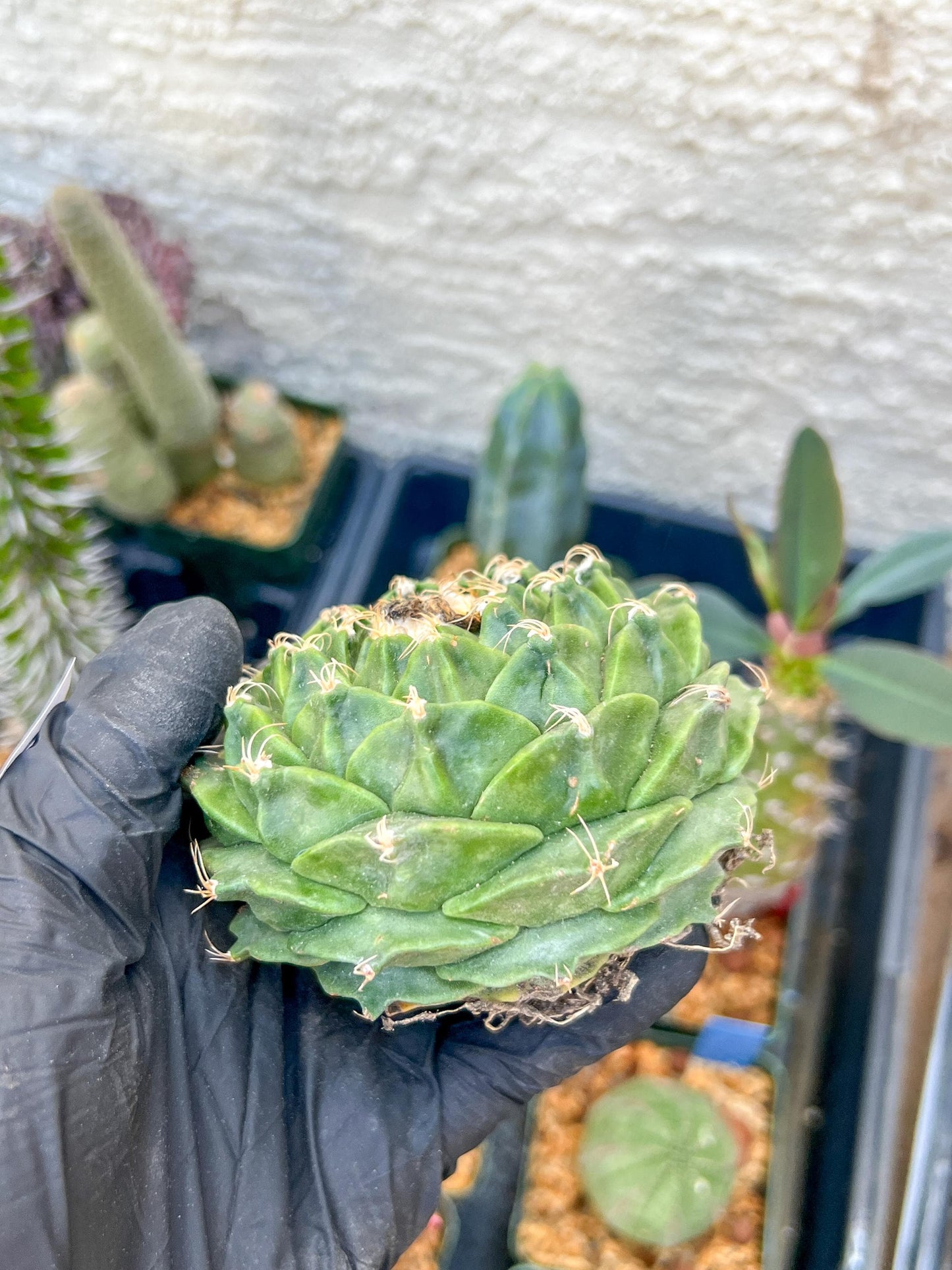 echeverivzdfsa Cactus (#3~4) | Imported Cactus | Rare Succulent